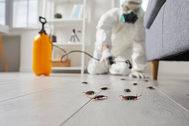 Commercial Rodent Management in Fresno